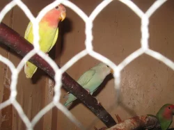 PRODÁM - agapornis růžohrdlý-mláďata