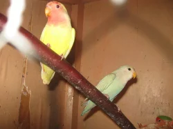 PRODÁM - agapornis růžohrdlý-mláďata