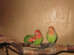PRODÁM - agapornis růžohrdlý-mláďata