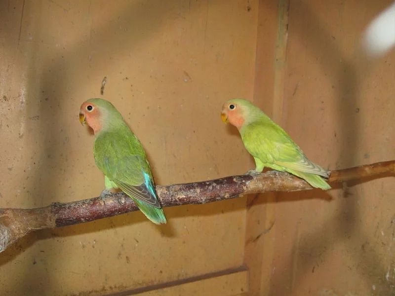 PRODÁM - agapornis růžohrdlý-mláďata