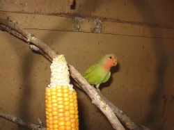PRODÁM - agapornis růžohrdlý-mláďata