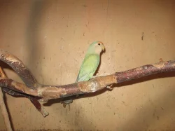 PRODÁM - agapornis růžohrdlý-mláďata