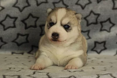 Siberian Husky s PP