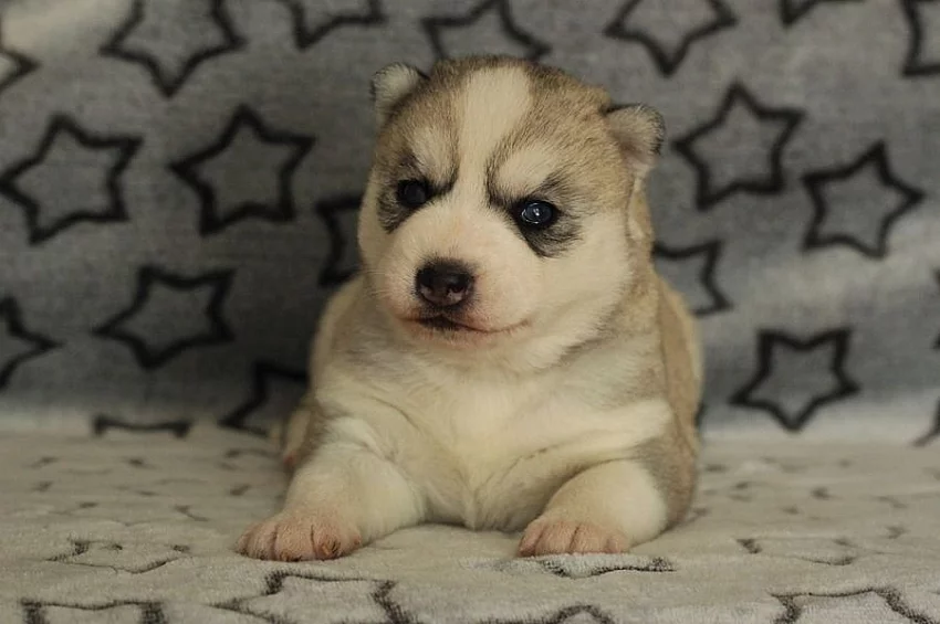 Siberian Husky s PP