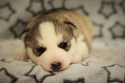 Siberian Husky s PP