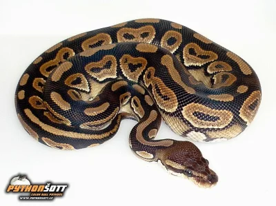 Python regius Cinnamon - odchov 2015
