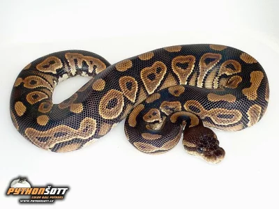 Python regius Cinnamon - odchov 2015