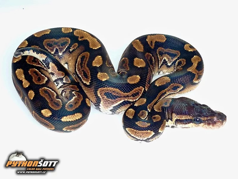 Python regius Cinnamon - odchov 2015