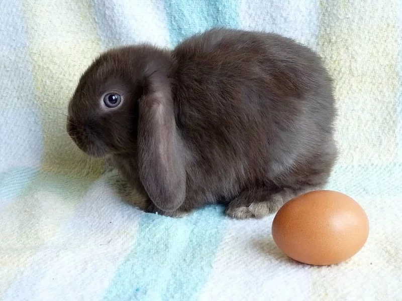 Zakrslý  saten beránek s VP