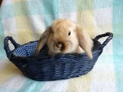 Zakrslý  saten beránek s VP