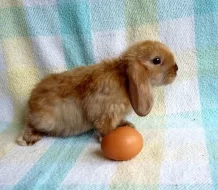 Zakrslý  saten beránek s VP