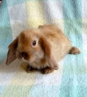 Zakrslý  saten beránek s VP