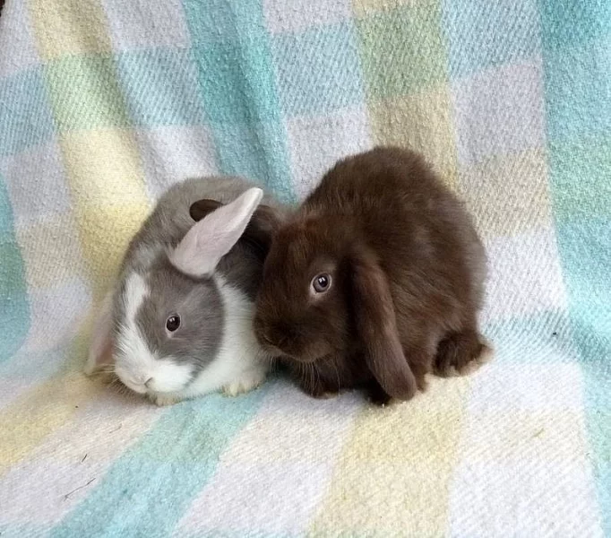 Zakrslý saten beránek s VP / rodokmen/.