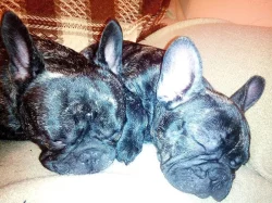 Francouzský buldoček štěně s PP