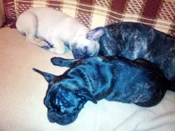 Francouzský buldoček štěně s PP