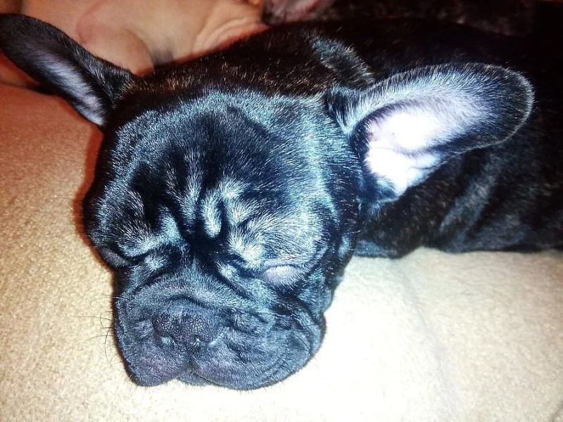 Francouzský buldoček štěně s PP