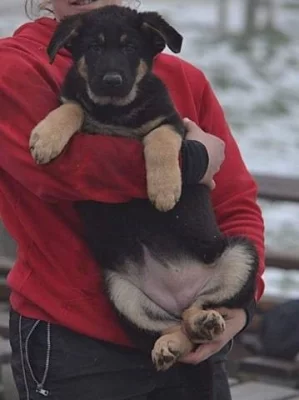 Německý ovčák s PP štěnata