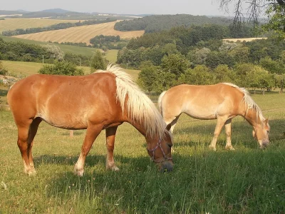 Ježdění na koních