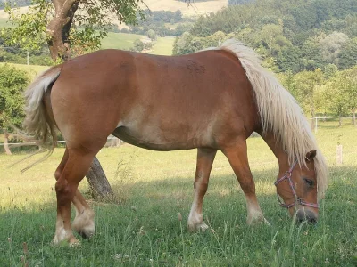 Ježdění na koních