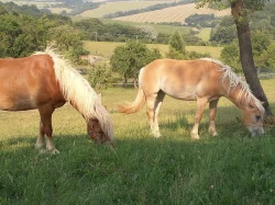 Pastevní ustájení