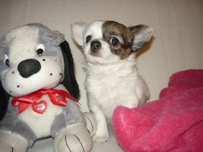 Čivava dl. fenka   bez PP