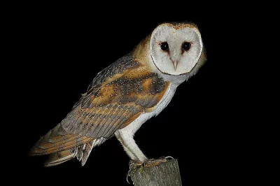 Sova pálená-Puštík obecný,Sýček