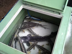 Prodej násadových ryb a rychlených plůdků jaro 2014