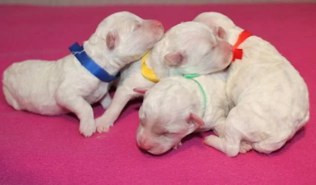 Bišonek - štěňátka