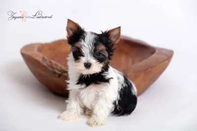 Barevní jorkšírkové s PP