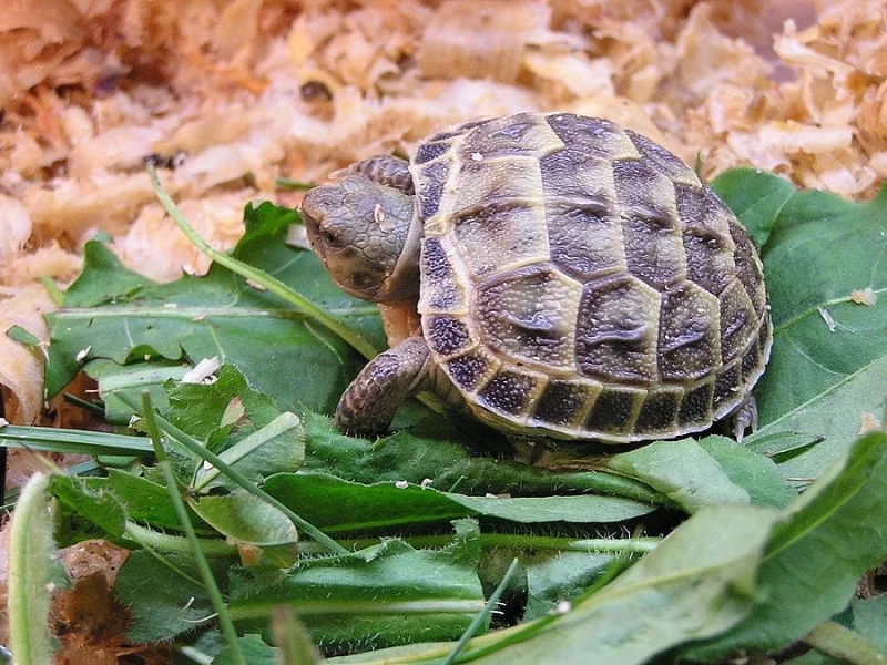 Prodam suchozemske zelvy..