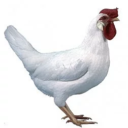 Chovná drůbež, kuřice, kačeny, krůty