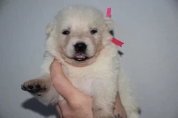 Bílý švýcarský ovčák