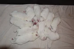 Bílý švýcarský ovčák