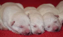 Bílý švýcarský ovčák