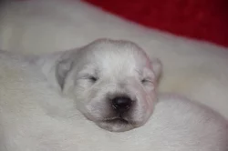 Bílý švýcarský ovčák