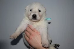 Bílý švýcarský ovčák