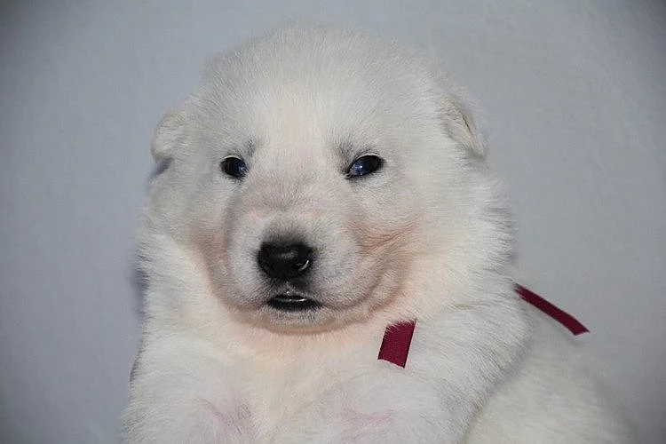 Bílý švýcarský ovčák