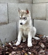 Štěňata Husky bez PP