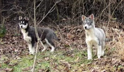 Štěňata Husky bez PP