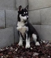 Štěňata Husky bez PP