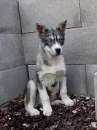 Štěňata Husky bez PP