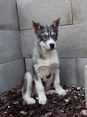 Štěňata Husky bez PP