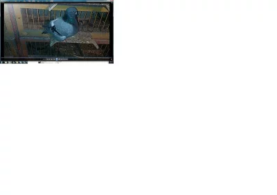 Holubice mondenu prodám