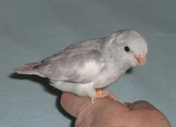 Papoušíček Šedokřídlý ( forpus coelestis )