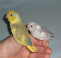 Papoušíček Šedokřídlý ( forpus coelestis )