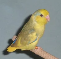 Papoušíček Šedokřídlý ( forpus coelestis )