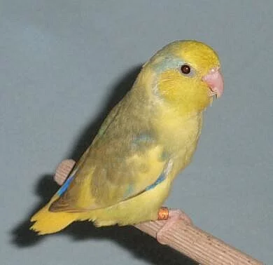 Papoušíček Šedokřídlý ( forpus coelestis )