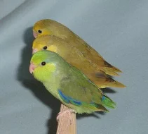 Papoušíček Šedokřídlý ( forpus coelestis )