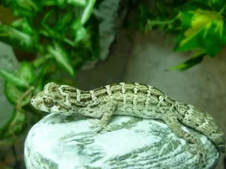 hemidactylus imbricatus