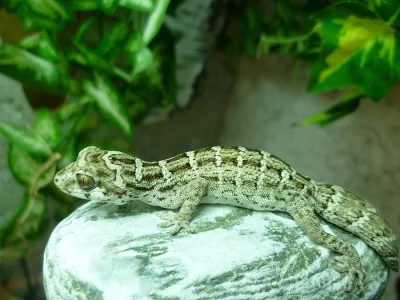 hemidactylus imbricatus